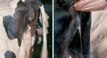 Příčiny krvácení u krav a co dělat, prevence